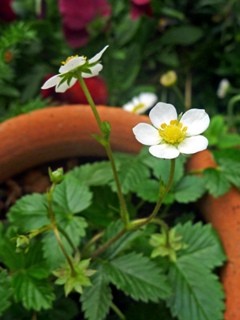 ワイルドストロベリー (1) 　白色の花　赤い実 (撮影日：2014年5月6日) 
