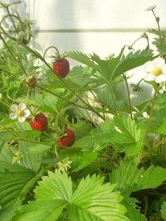 ワイルドストロベリー (4) 　白色の花　赤い実　イチゴ (撮影日：2015年5月23日) 