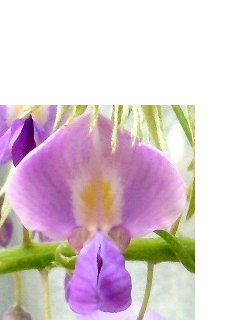フジ(藤) (1-10) 　紫色の花　花の拡大(撮影日：2008年4月20日) 