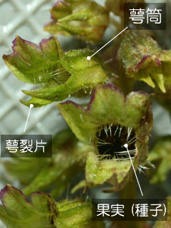 図5 シソの萼が果実を包む様子 (紫蘇)