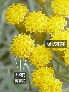 図1　カレープラントの頭状花序