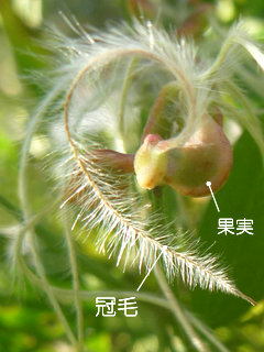 図2　センニンソウ(仙人草)