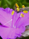 花糸とは 写真：トラディスカンティア