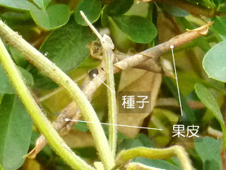 図2 ヤブマメ (藪豆)