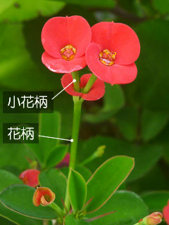 図4　ハナキリンの花柄と小花柄(花麒麟)
