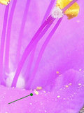 花粉とは 写真：トラディスカンティア