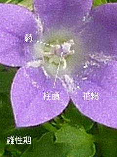 図2 オトメギキョウ(乙女桔梗)