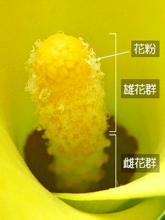 図2　カラーの肉穂花序