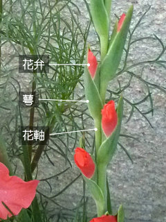 図1　グラジオラスの穂状花序