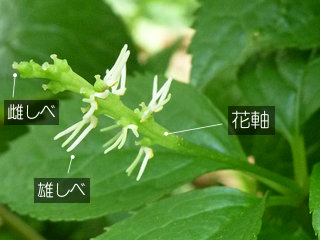 図1　ヒトリシズカの花軸(一人静)