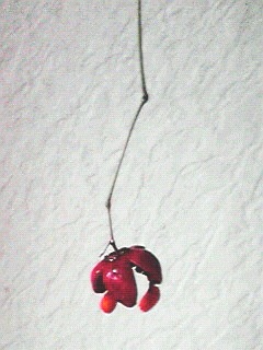 ツリバナ (吊花) 　赤色の実と種 (撮影日：2010年9月23日) 