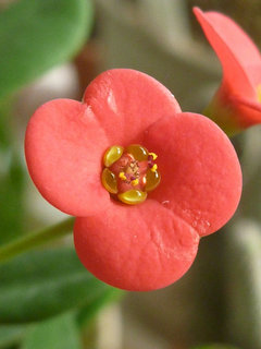 ハナキリン (花麒麟) 雄性期の花の拡大　赤色の花 (撮影日：2014年2月3日) 