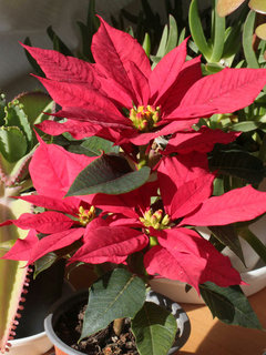 ポインセチア(1-4)　赤色の花 上から見た様子 (撮影日：2023年12月20日) 