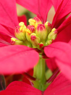 ポインセチア(1-4)　赤色の花 花序を横から見た様子 (撮影日：2023年12月20日) 