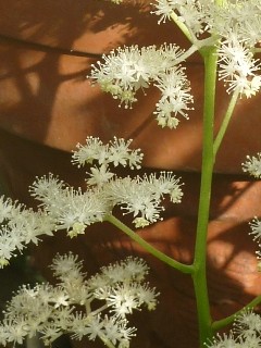 ヤグルマソウ (矢車草) 　白色の花 (1) (撮影日：2015年5月14日) 