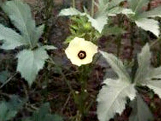 オクラ (撮影日：2008年8月10日)