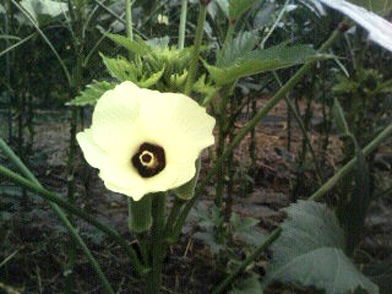 オクラ 黄色の花(撮影日:2008年8月10日)