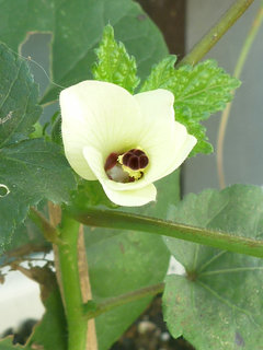 オクラ (撮影日：2014年7月28日)