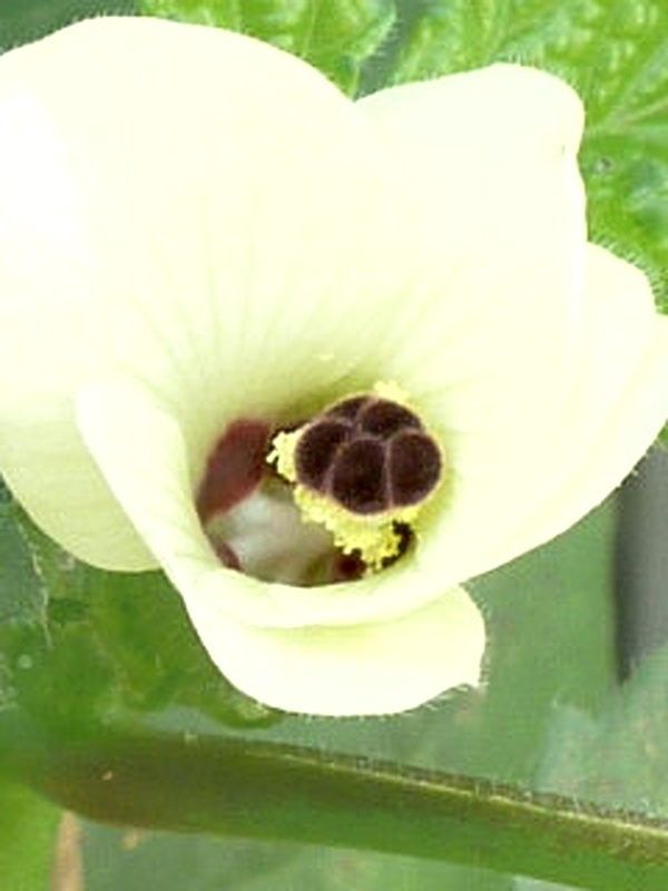 オクラ 黄色の花 雄しべと雌しべの様子(撮影日:2014年7月28日)