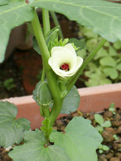 オクラ (撮影日：2024年6月25日)