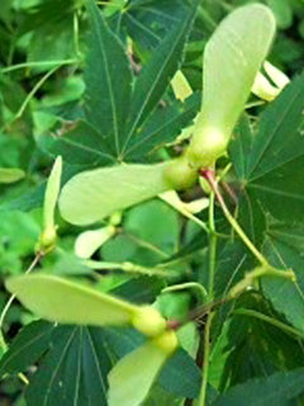 イロハモミジ(伊呂波紅葉) カエデ(楓) 緑色の果実(3-1)(撮影日:2008年4月27日)