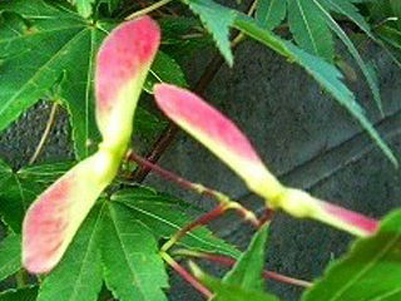 イロハモミジ(伊呂波紅葉) カエデ(楓) 色づいた果実(3-2)(撮影日:2008年4月27日)