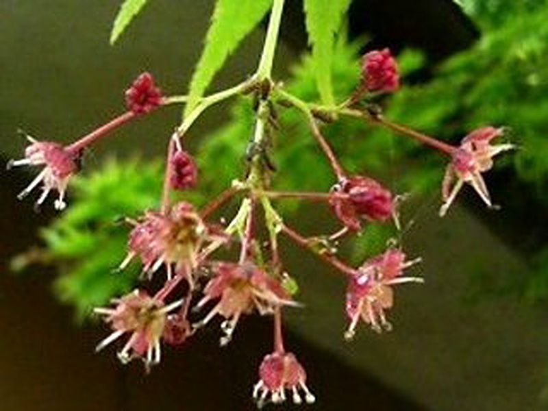 イロハモミジ(伊呂波紅葉) カエデ (1-1) 赤色の花 雄花の様子(3-3)(撮影日:2008年4月27日)