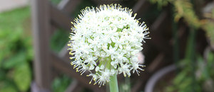 白色のタマネギの花