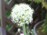 白色のタマネギの花