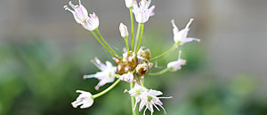 白色の野蒜の花