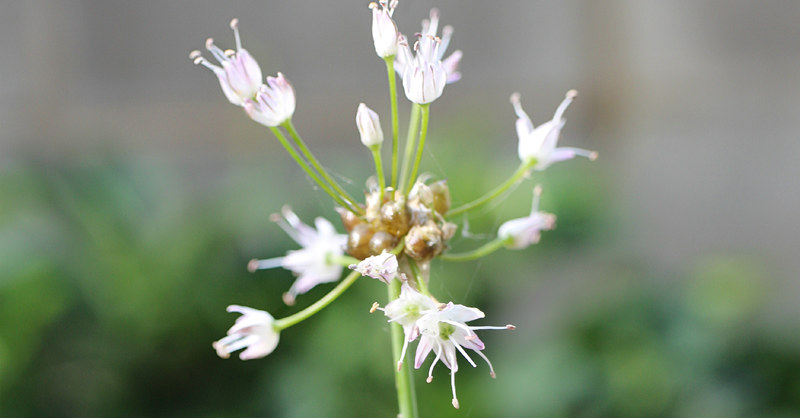 ノビル (野蒜) - 【植物図鑑】 花の名前を調べる - hananani.com