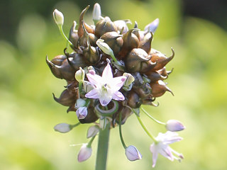 ノビル (野蒜) (撮影日：2025年5月28日)