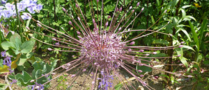赤紫色のアリウム・シュベルティの花
