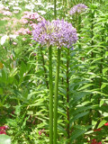 紫色のアリウムの花