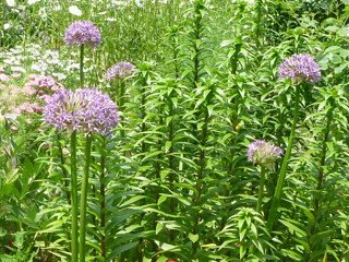 紫色のアリウムの花の画像 (撮影日：2014年5月13日)