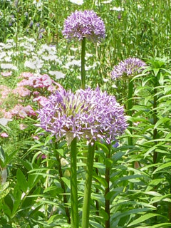 紫色のアリウムの花の画像 (撮影日：2014年5月13日)