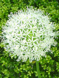 白色のアリウムの花の画像 (撮影日：2014年5月13日) 
