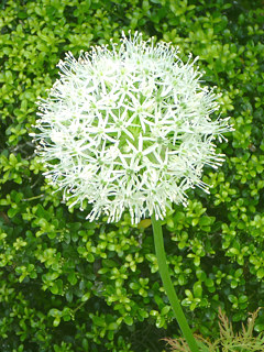 白色のアリウムの花(撮影日：2014年5月13日) 