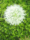 白色のアリウムの花の画像 (撮影日：2014年5月13日) 