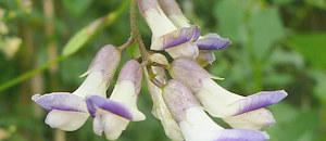 白と紫色のヤブマメの花