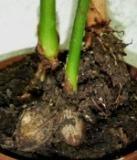 根元の様子 (撮影日：2008年10月1日)