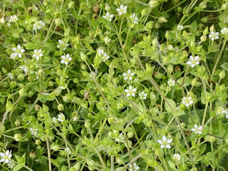 ノミノツヅリ(蚤綴) (撮影日：2023年4月5日)