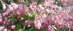 ピンク色の曙馬酔木の花