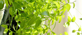 スマイラックス