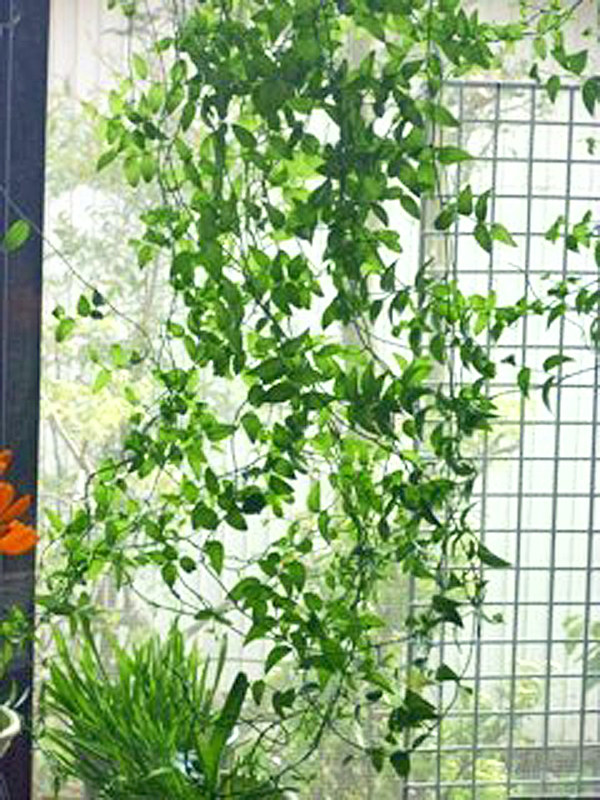 スマイラックス 全体の様子(撮影日:2013年4月18日)