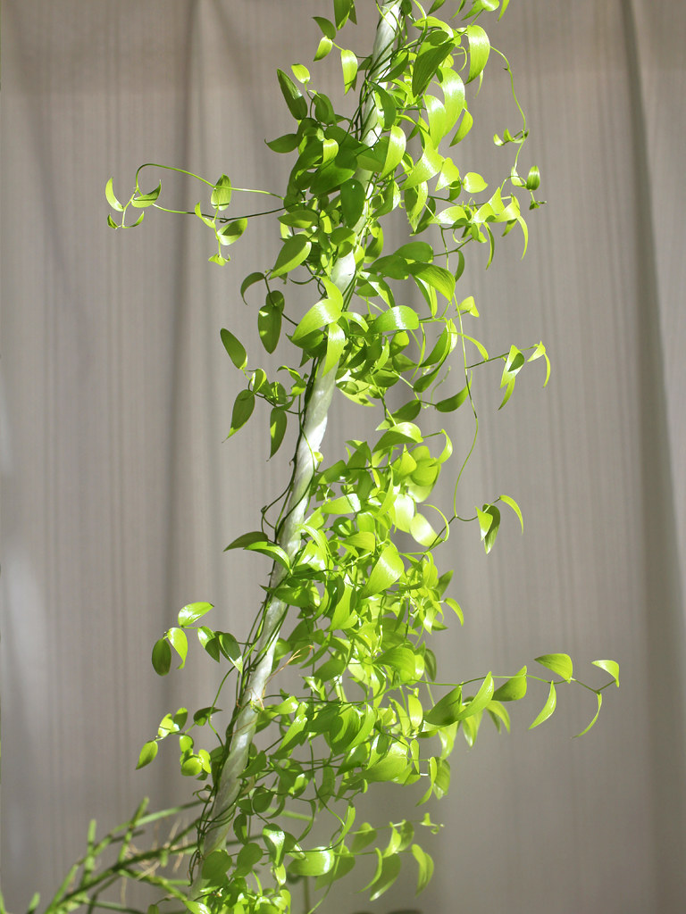 スマイラックス (撮影日:2025年1月11日)