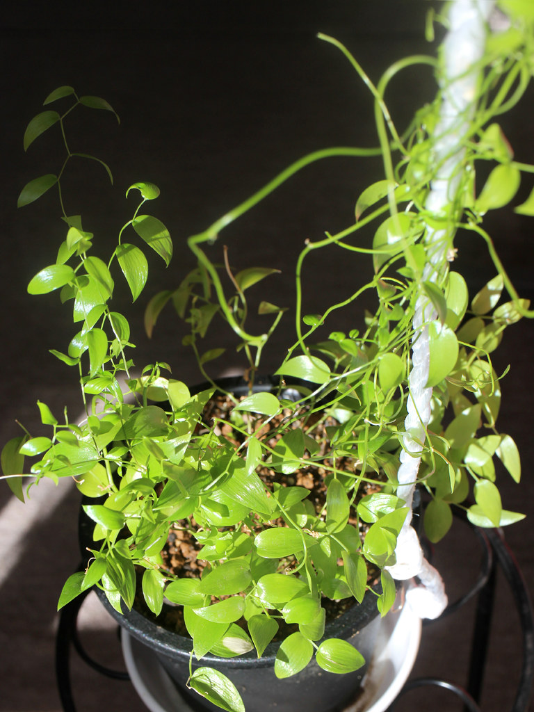 スマイラックス (撮影日:2025年1月11日)