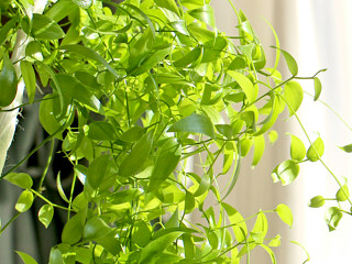 スマイラックス (アスパラガス・アスパラゴイデス)