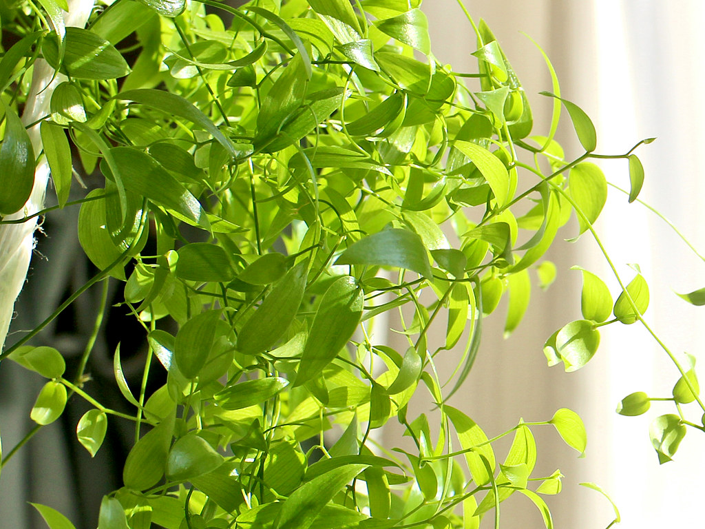 スマイラックスの擬葉 (偽葉) (撮影日:2026年2月21日)