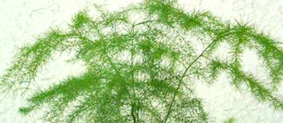 アスパラガス・セタケウス (プルモーサス)